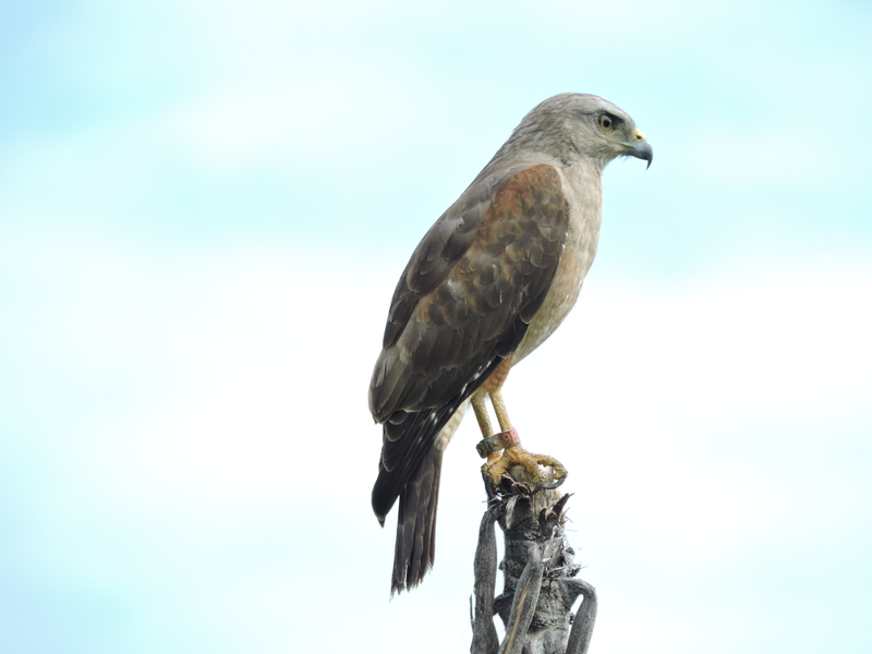 An adult hawk scans the horizon